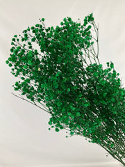 Paniculata preservada