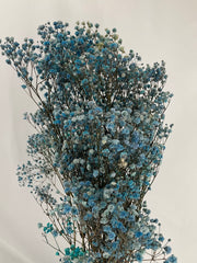 Paniculata preservada