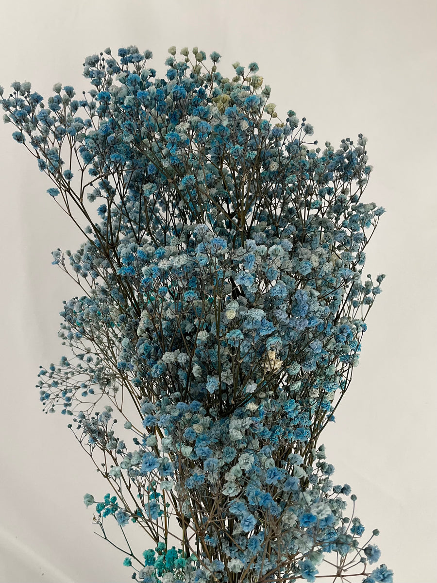 Paniculata preservada