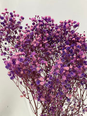 Paniculata preservada
