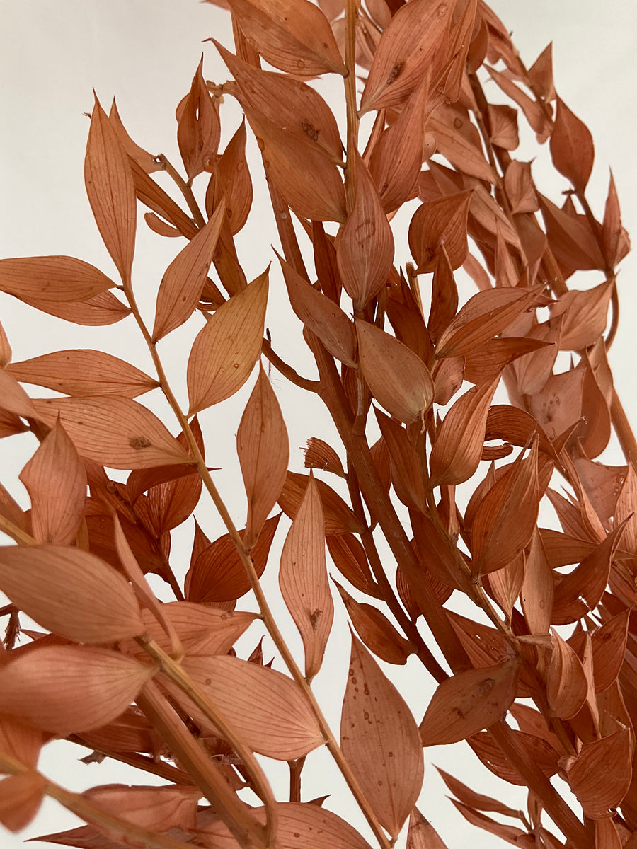 Ruscus