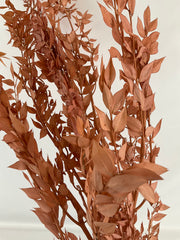 Ruscus