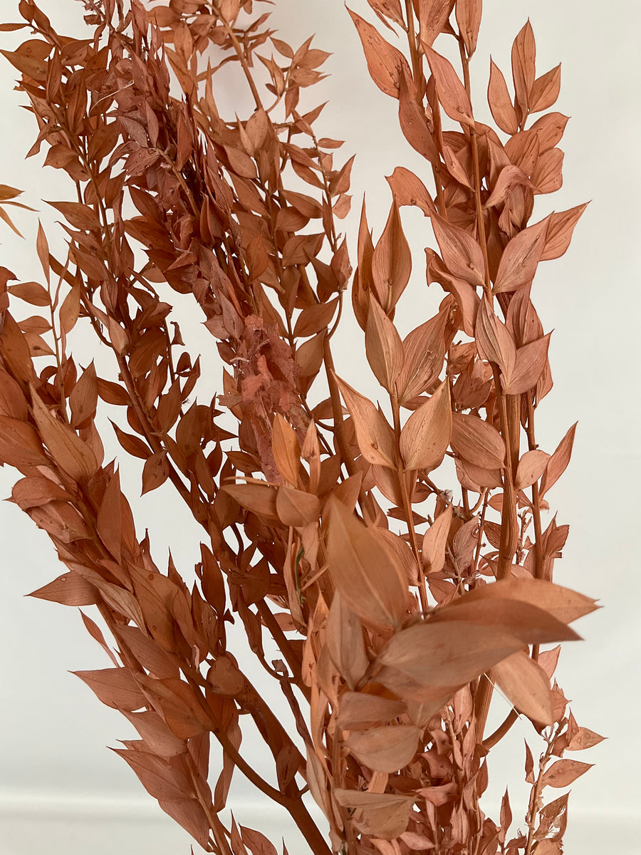 Ruscus