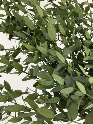 Eucalipto parvifolia