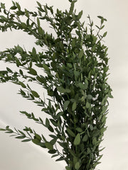 Eucaliptus parvifolia