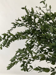Eucaliptus parvifolia