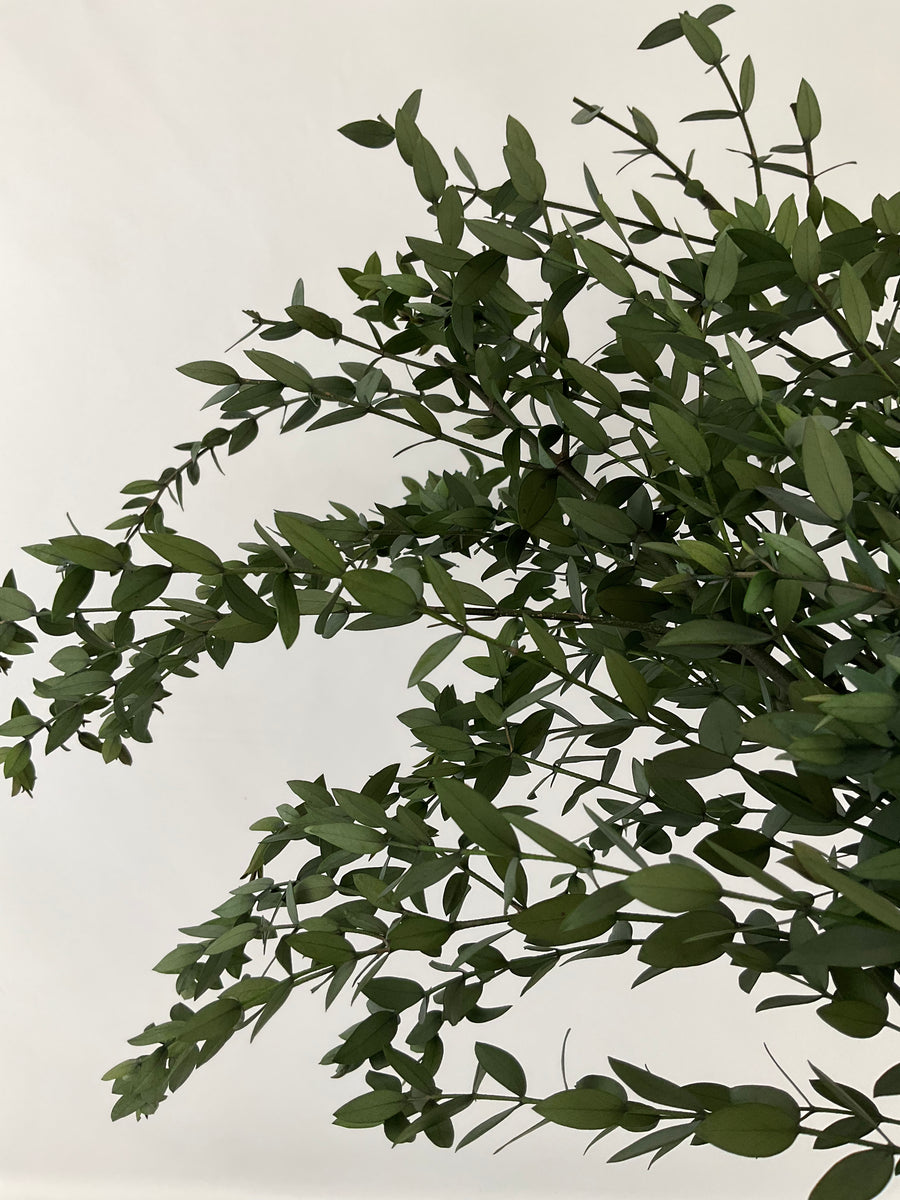 Eucaliptus parvifolia