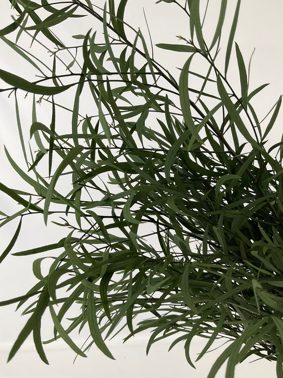 Eucaliptus Nicoly