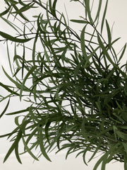 Eucaliptus Nicoly