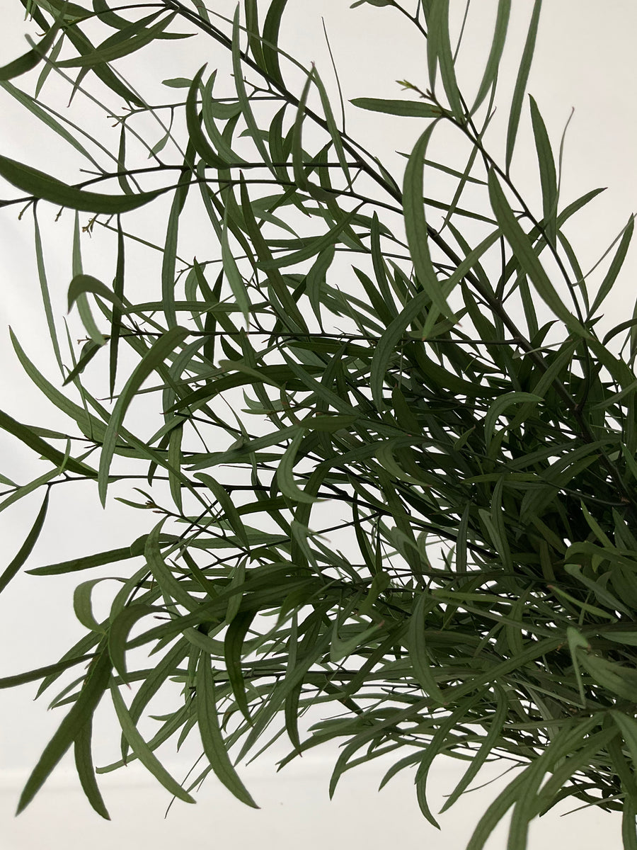 Eucaliptus Nicoly