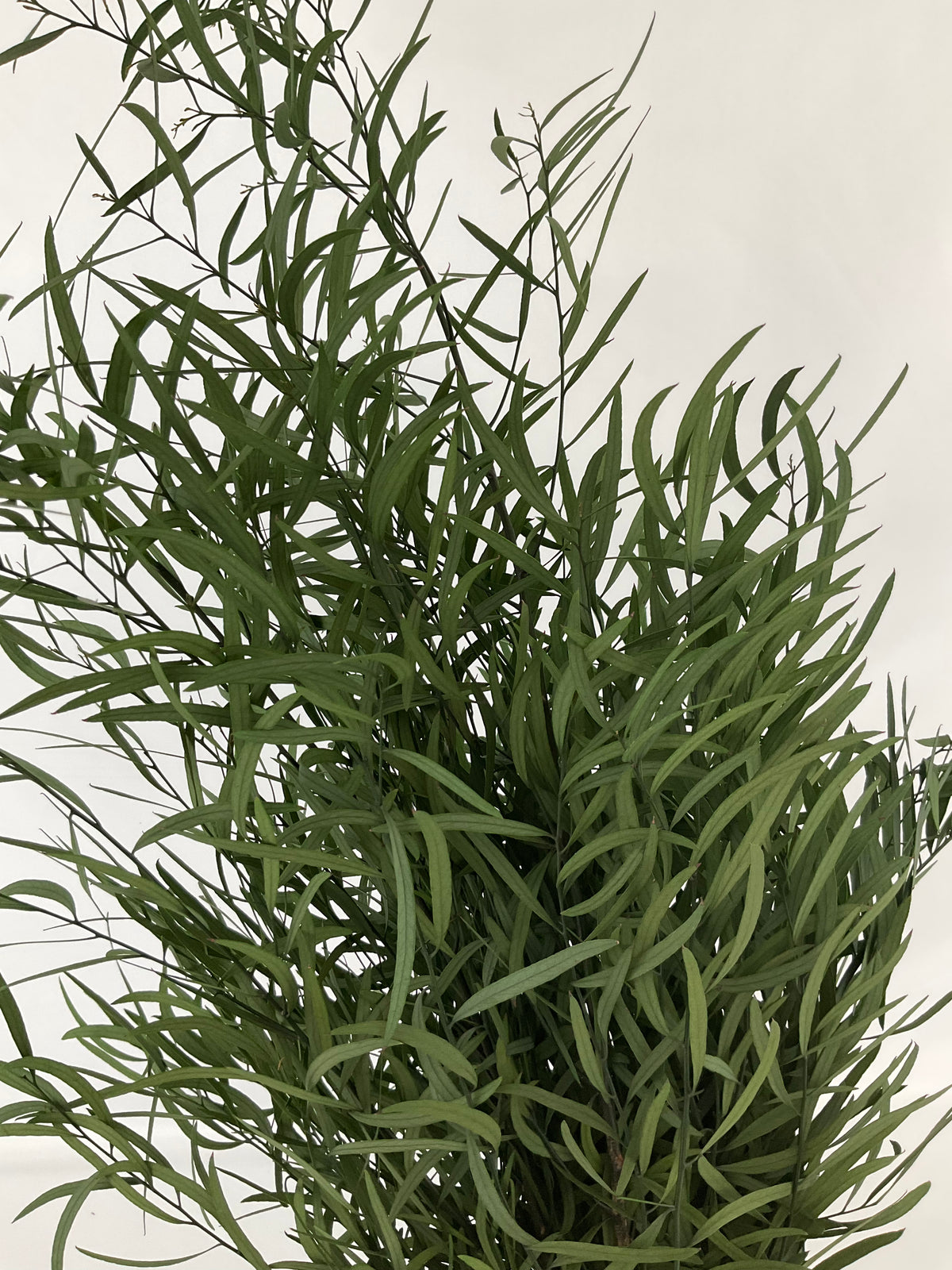 Eucaliptus Nicoli