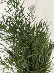Eucaliptus Nicoli