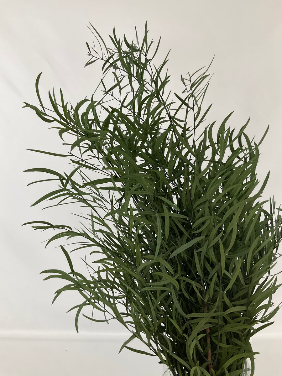 Eucaliptus Nicoli
