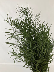 Eucaliptus Nicoly