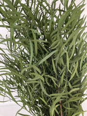 Eucaliptus Nicoli
