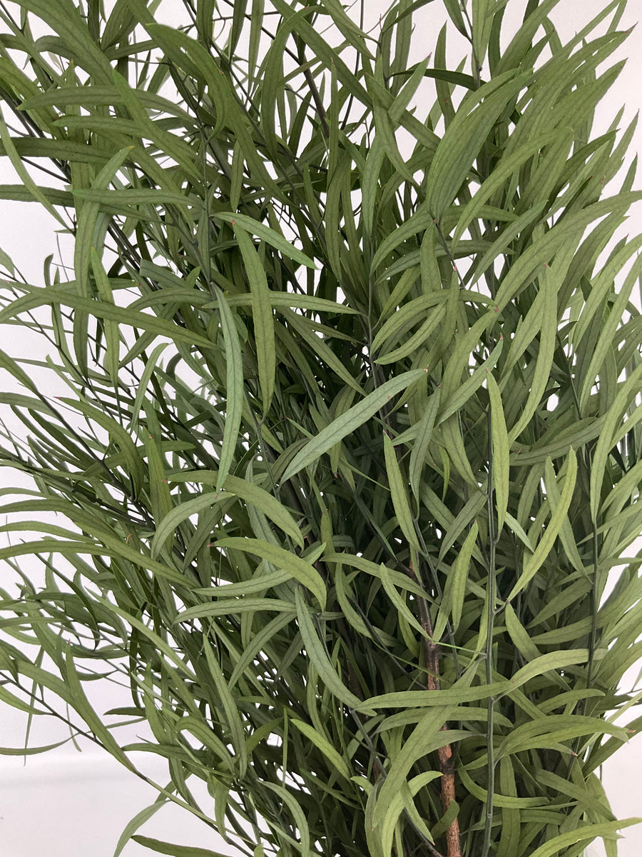 Eucaliptus Nicoli