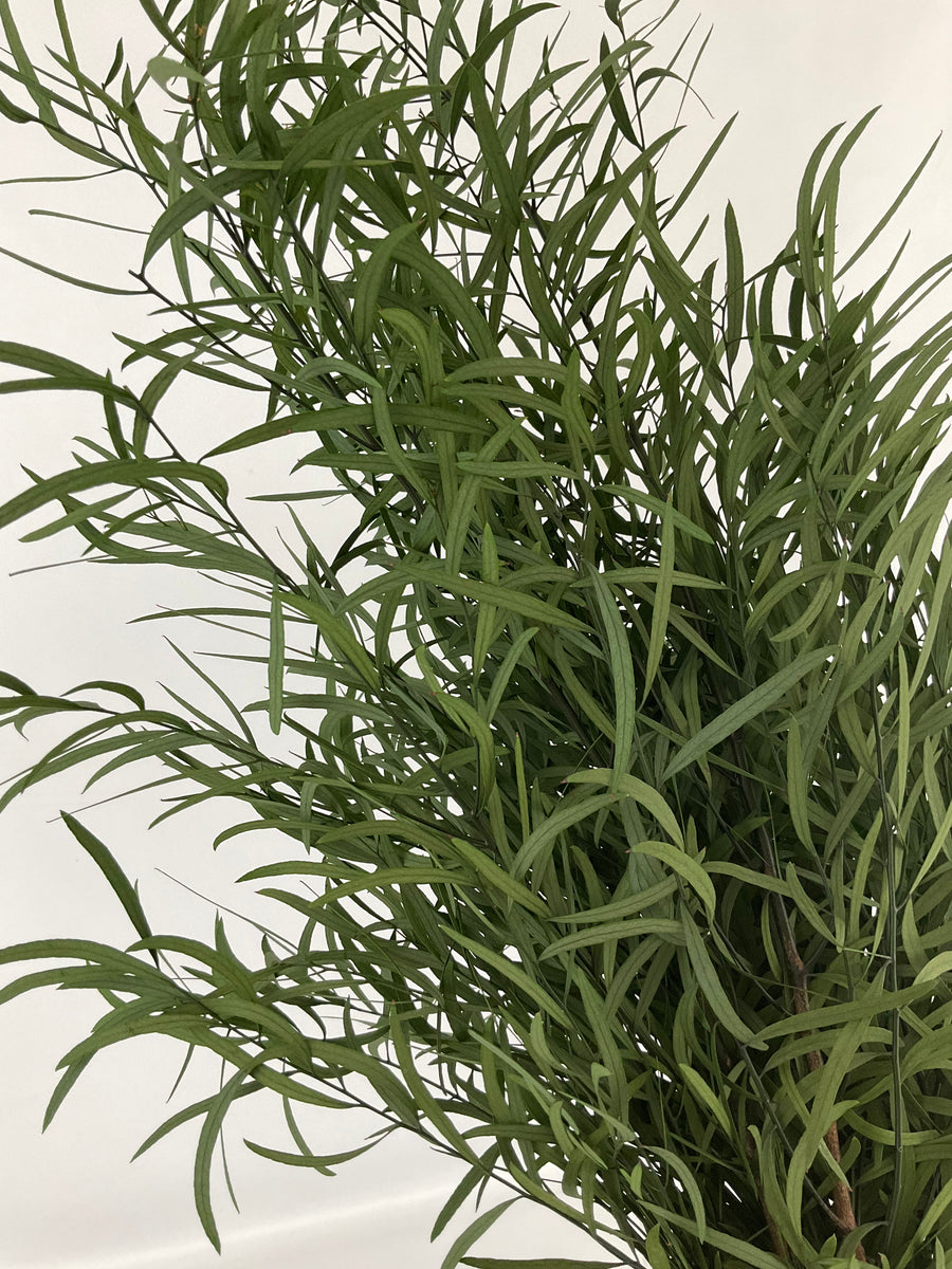 Eucaliptus Nicoli