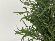 Eucaliptus Nicoly