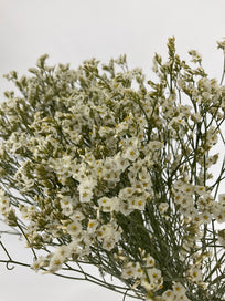 Limonium seco