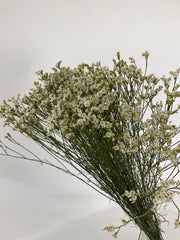 Limonium seco