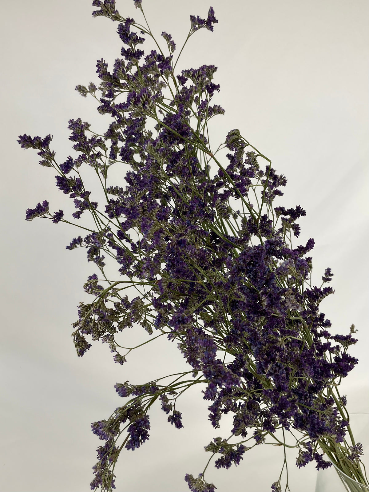 Limonium seco