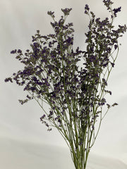 Limonium seco
