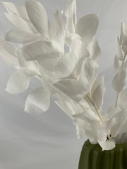 Ruscus preservado premium