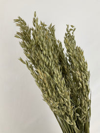 Avena