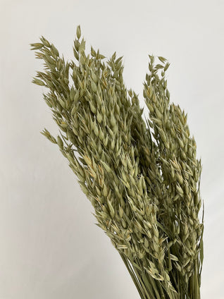 Avoine