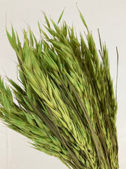 Avena