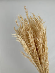 Avena