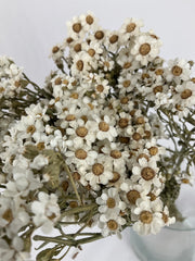 Oxodia naturelle