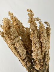 Delphinum
