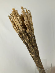 Delphinum