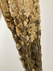 Delphinum