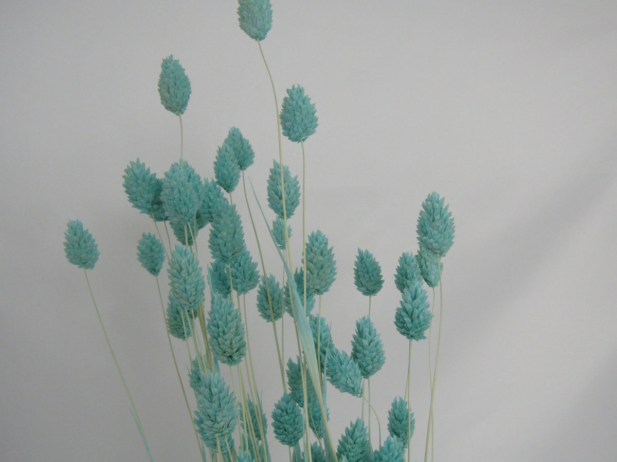 Phalaris