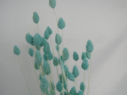 Phalaris