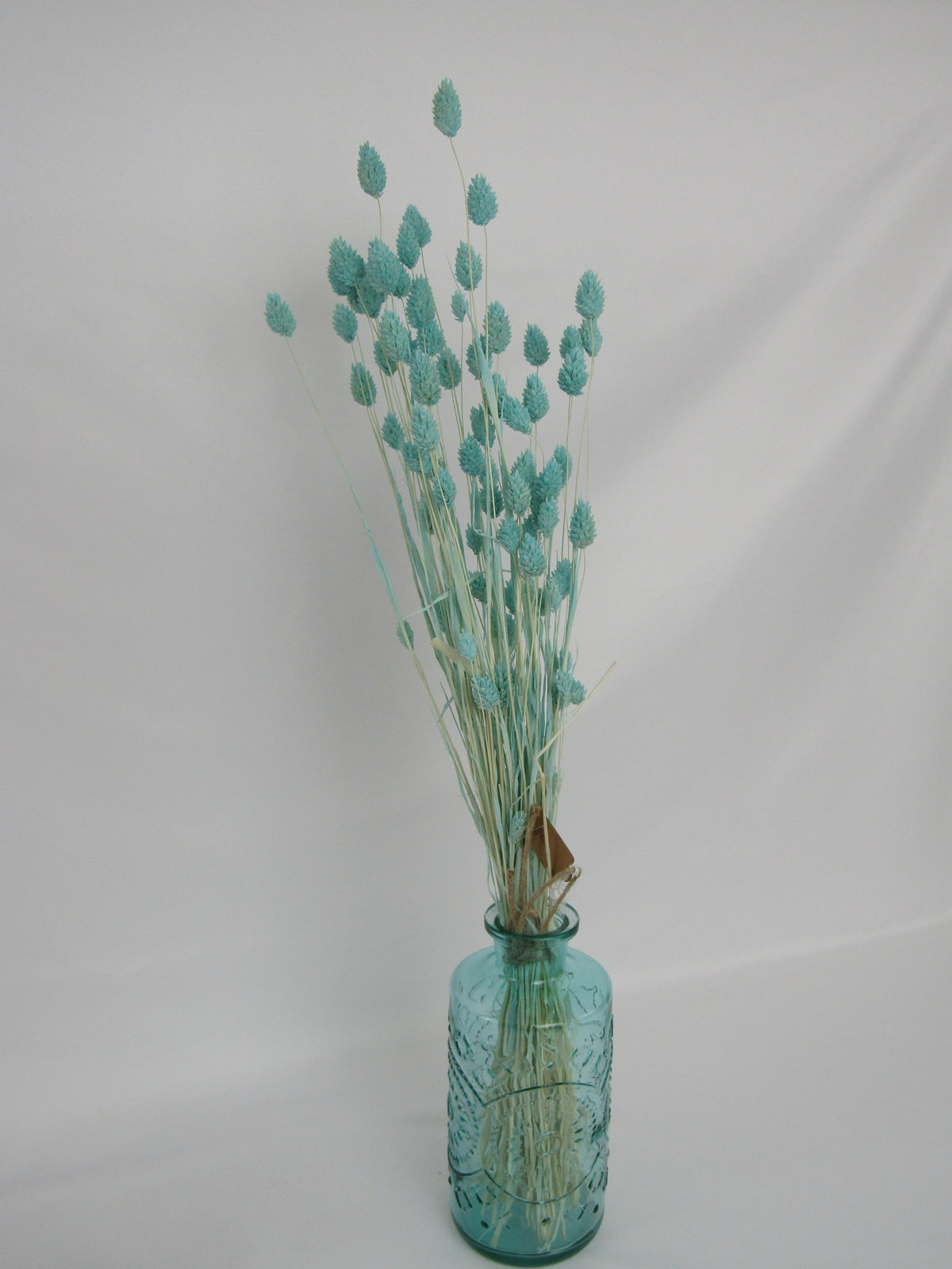 Phalaris