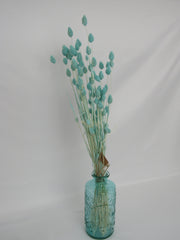 Phalaris