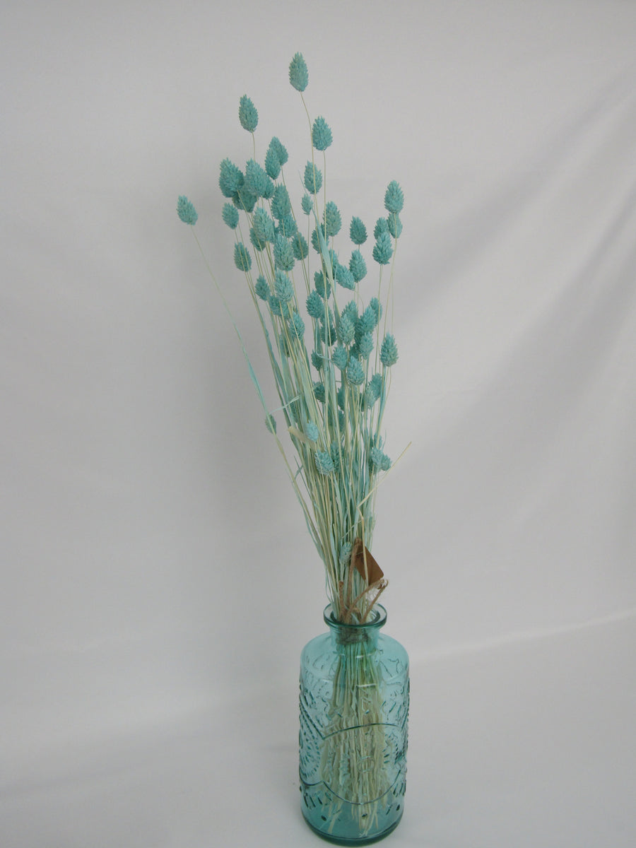 Phalaris
