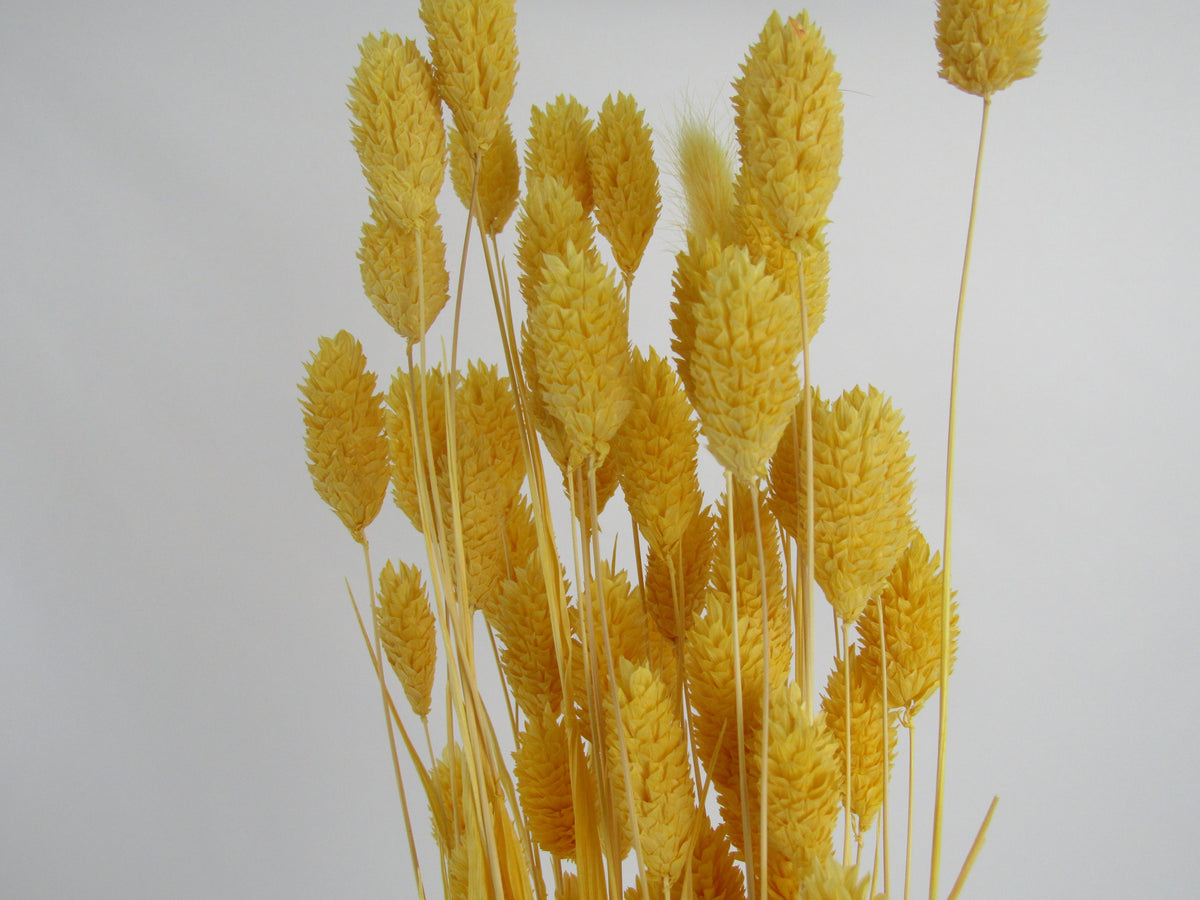 Phalaris