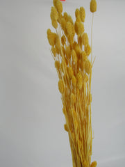 Phalaris