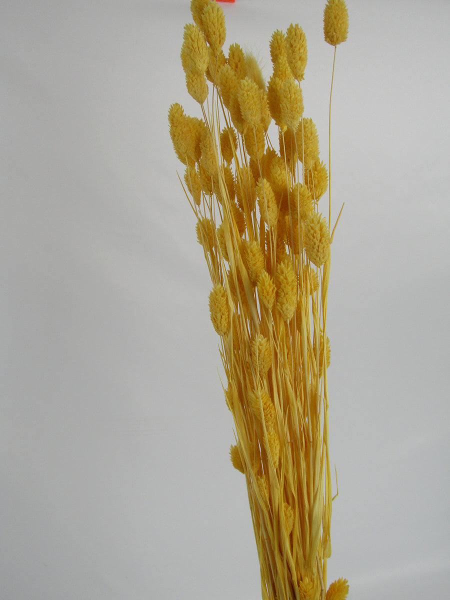 Phalaris