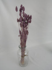 Phalaris