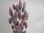 Phalaris