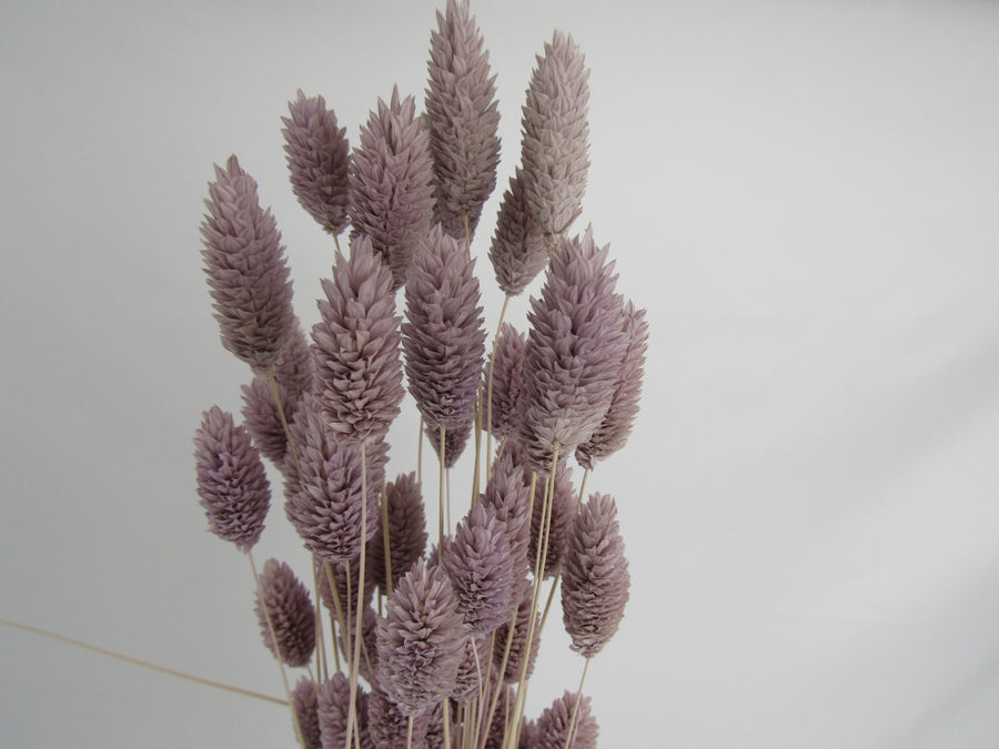 Phalaris