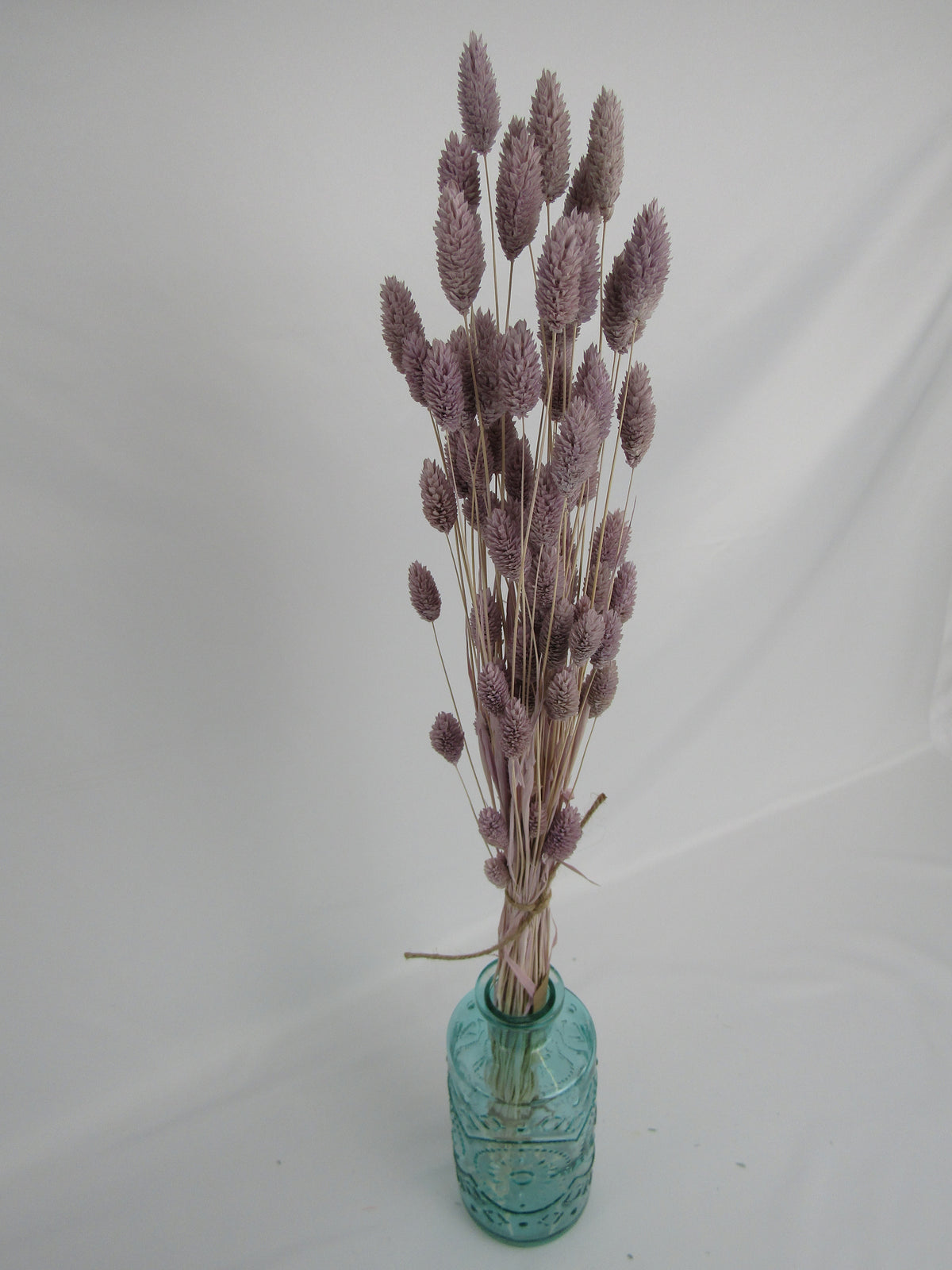 Phalaris