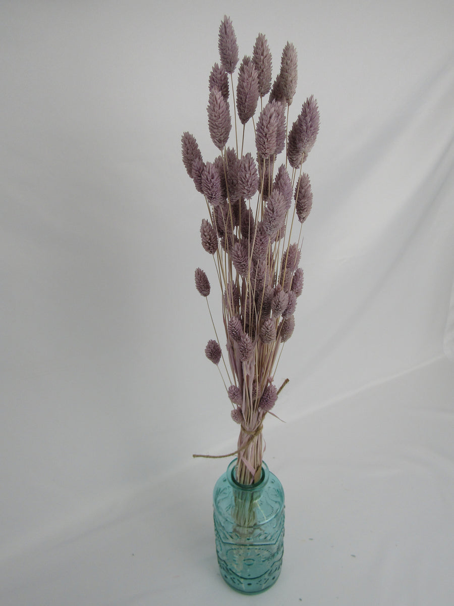 Phalaris