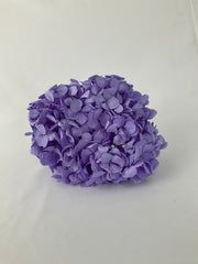 Hortensia