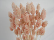 Phalaris